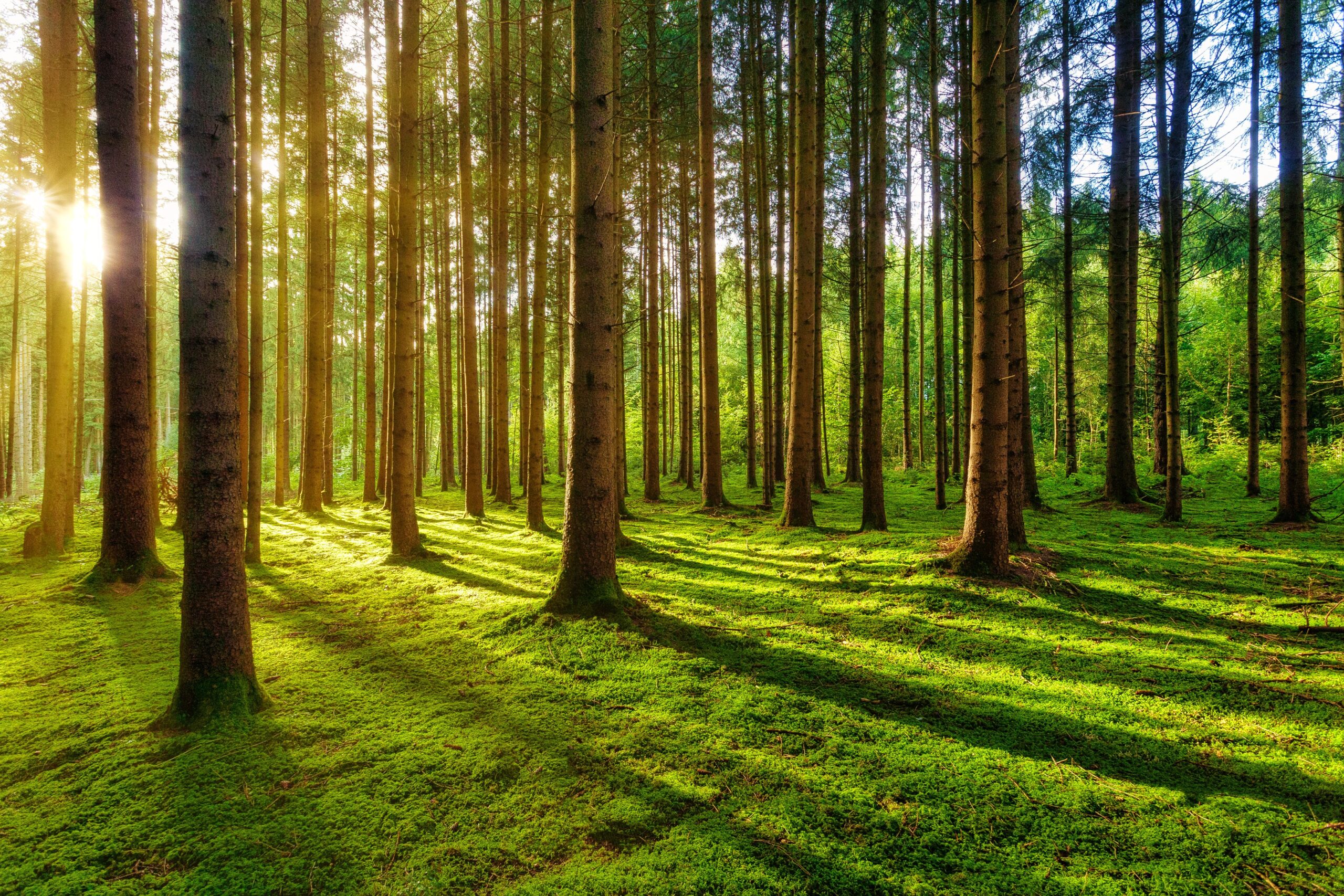 Morning sunlight streaming through a peaceful forest, capturing the freshness, calm, and quiet hope of a new day.