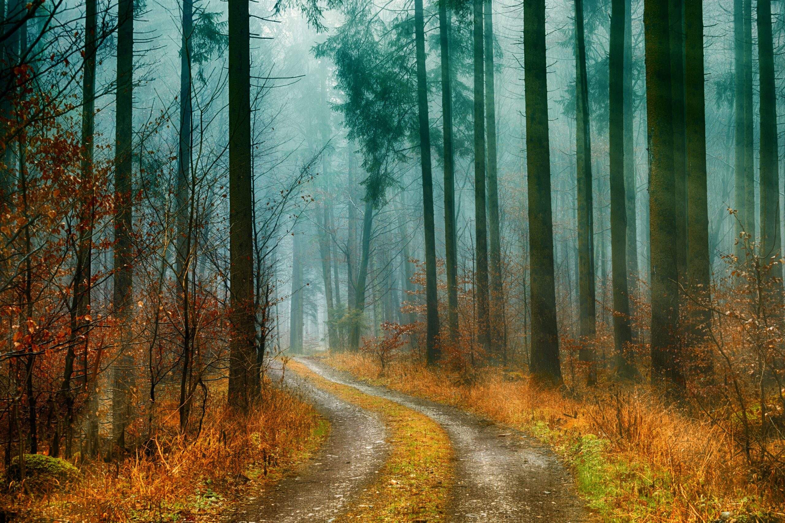 If There Is No Permanent Self, What Continues? — Rebirth, Part 1
